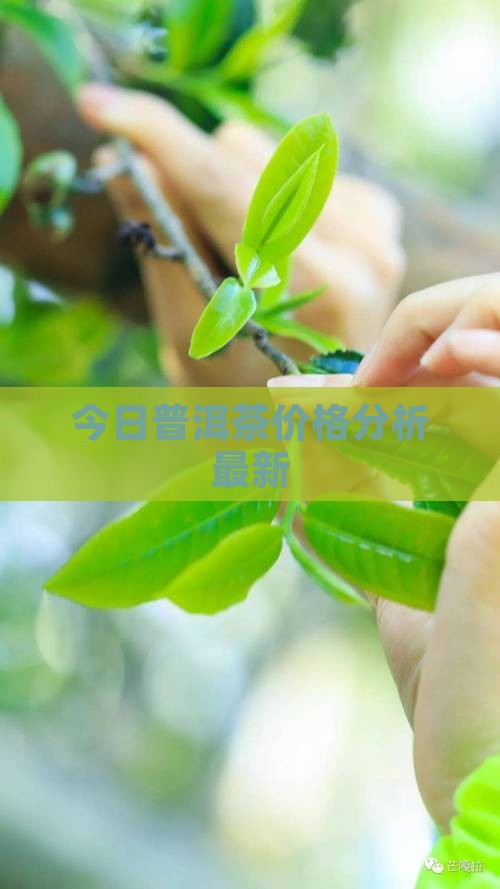 今日普洱茶价格走势