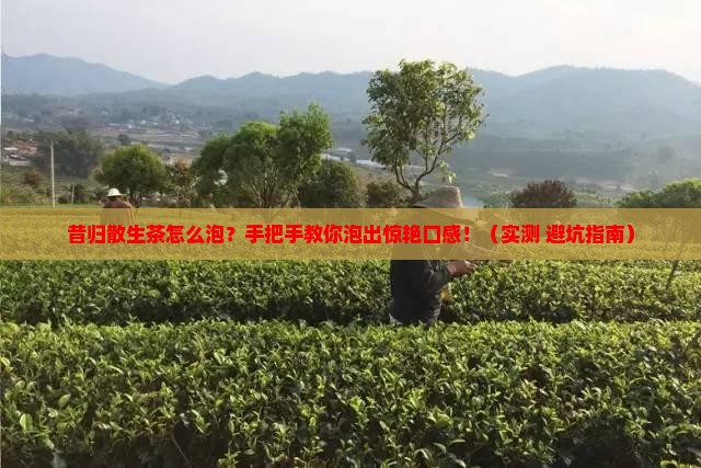 昔归散生茶怎么泡
