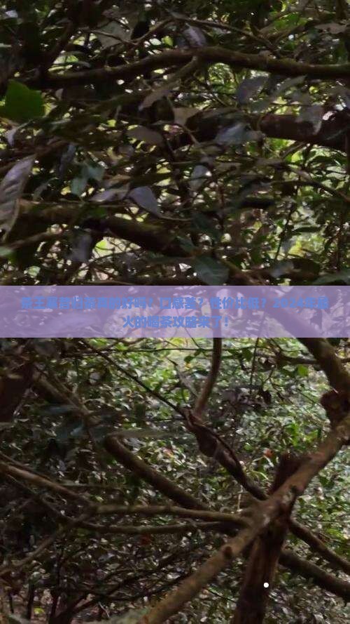 茶王寨昔归茶怎么样