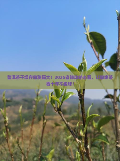 普洱茶如何存储干燥