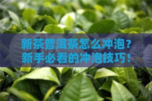 新茶普洱茶的冲泡方式