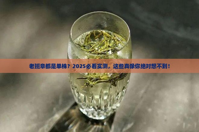 老班章都是单株吗