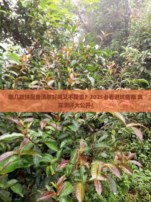 哪几款拼配普洱茶好一点