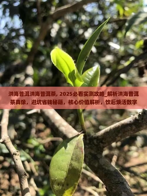 洪海普洱洪海普洱茶