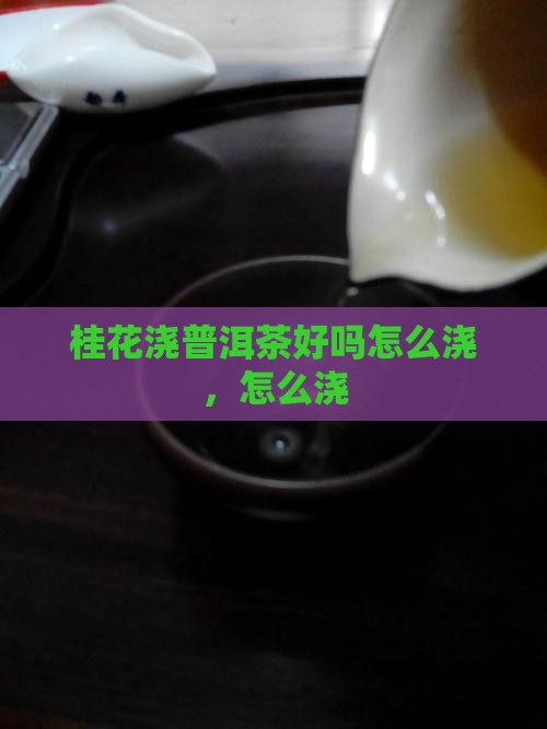 桂花浇普洱茶好吗