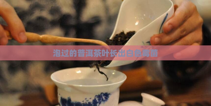 泡过的茶叶长出白色霉菌