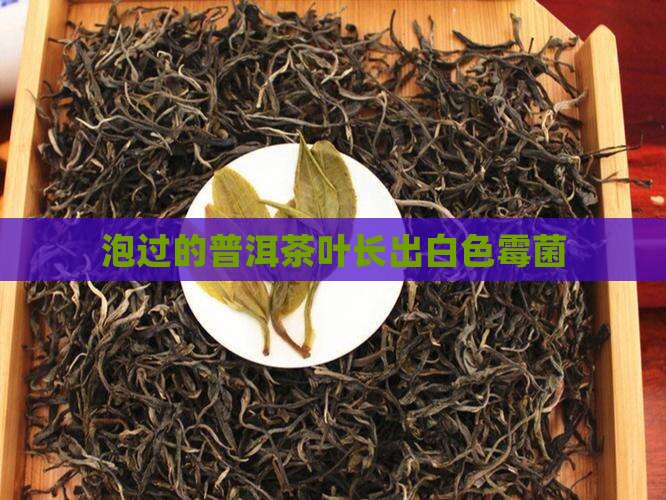泡过的茶叶长出白色霉菌