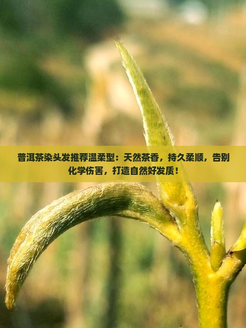 普洱茶染头发推荐温柔型