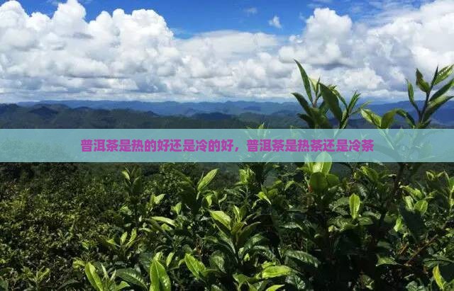 普洱茶是热的好还是冷的好