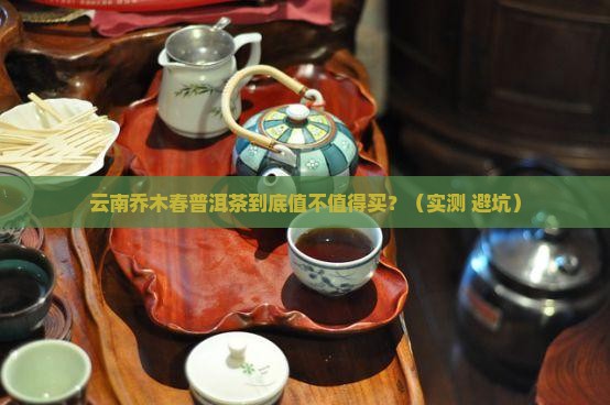 云南乔木春普洱茶