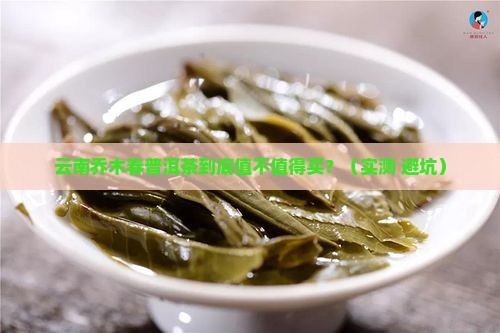 云南乔木春普洱茶