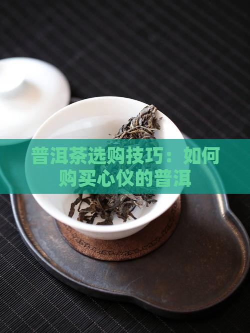 普洱茶山购买茶技巧