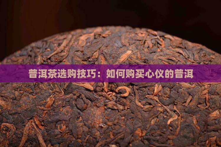 普洱茶山购买茶技巧