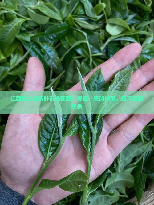 江西最大的茶叶市场