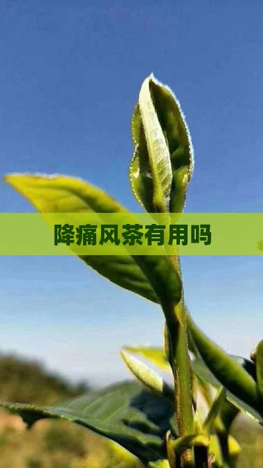 降痛风茶有用吗