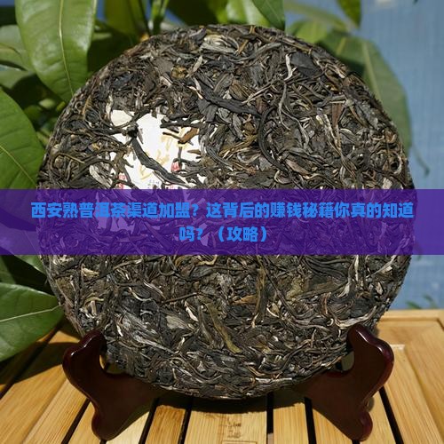 西安熟普洱茶渠道加盟