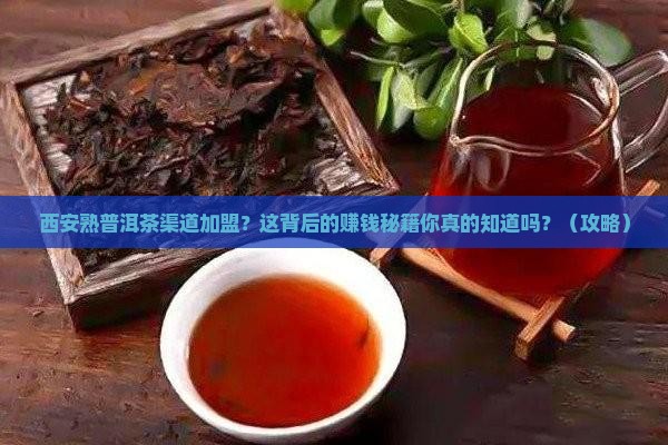 西安熟普洱茶渠道加盟