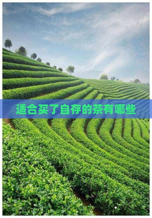 什么茶适合买了自存