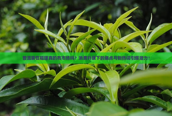 普洱茶在福建的市场分析
