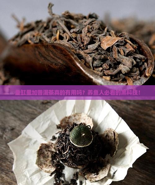 鱼缸里加入普洱茶
