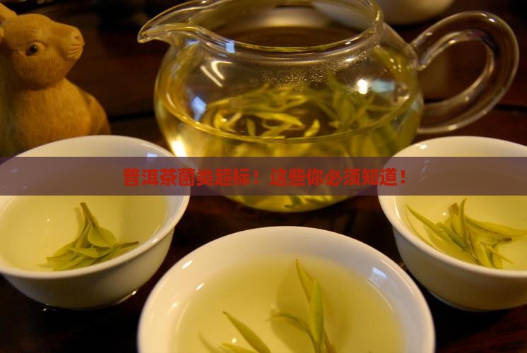 普洱茶菌类超标