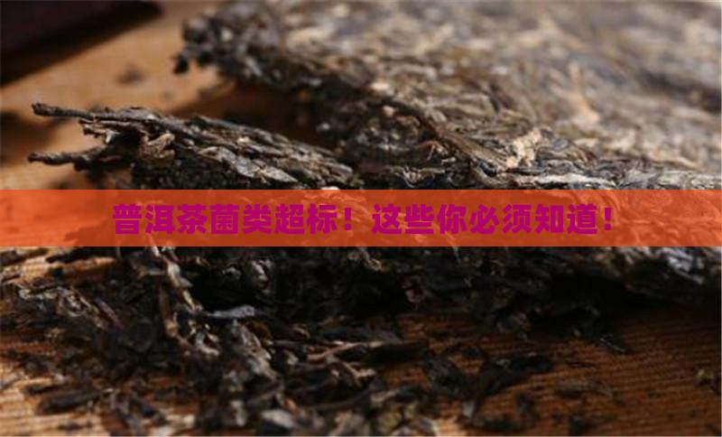 普洱茶菌类超标