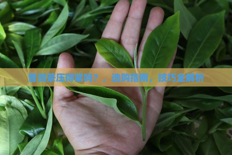 普洱茶压得紧吗