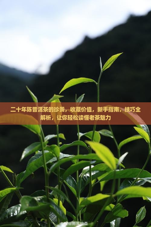 二十年陈普洱茶的珍贵