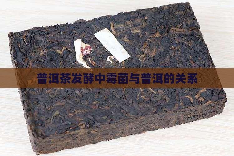 普洱茶发酵时黑菌多