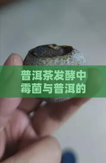 普洱茶发酵时黑菌多