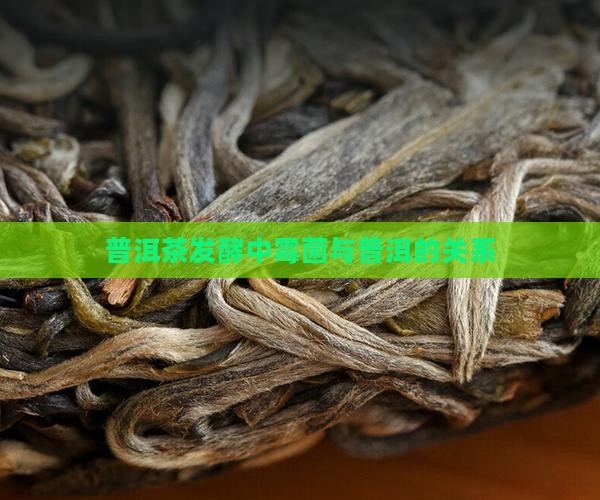 普洱茶发酵时黑菌多