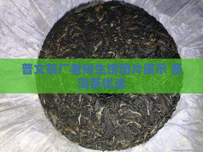 普文茶厂老树生饼