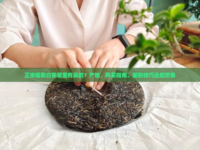正宗福鼎白茶哪里有卖的