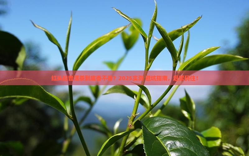 红头船普洱茶好不好
