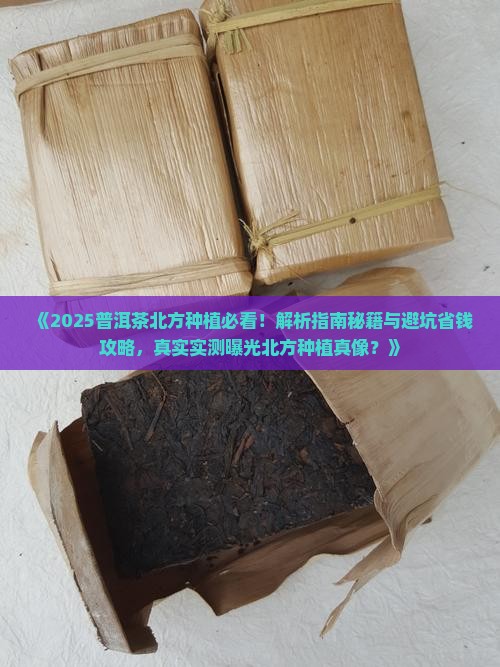 普洱茶在北方种植好吗