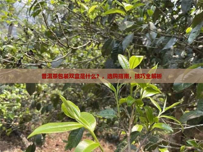 普洱茶包装双盒是什么
