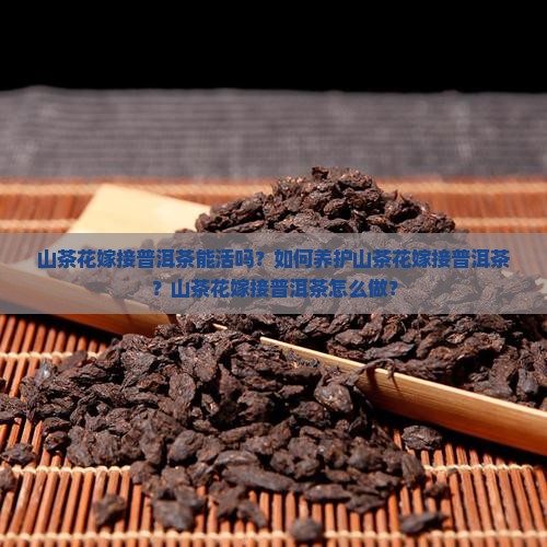 山茶花嫁接普洱茶