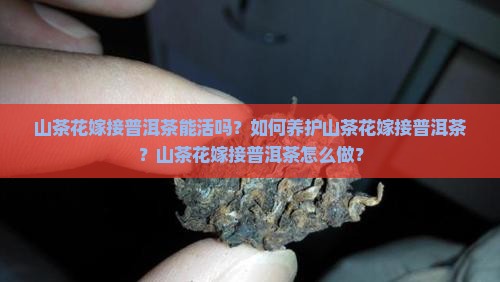 山茶花嫁接普洱茶