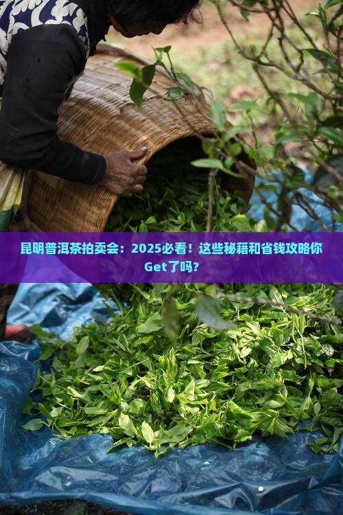 昆明普洱茶拍卖会
