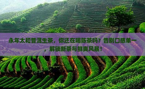 永年太和普洱生茶