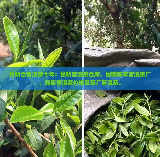 昆明仓普洱茶十年