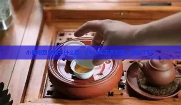 小青柑属于什么茶