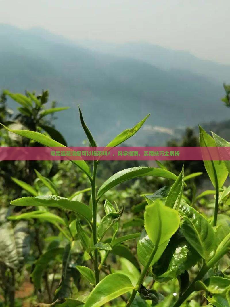 喝完连花清瘟可以喝茶吗 喝完连花清瘟可以喝茶吗