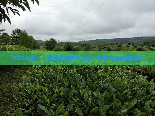 云南普洱茶饼都有哪些