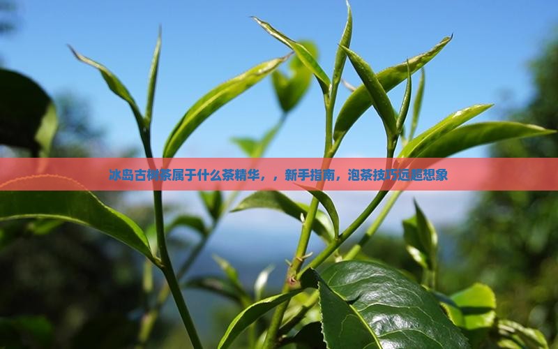 冰岛古树茶属于什么茶精华