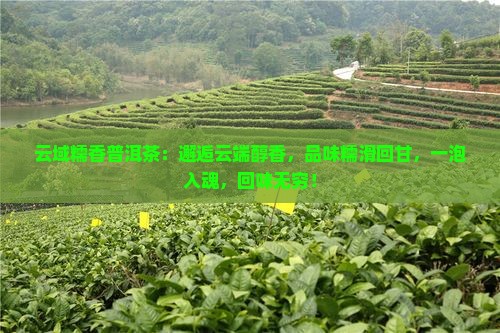 云域糯香普洱茶