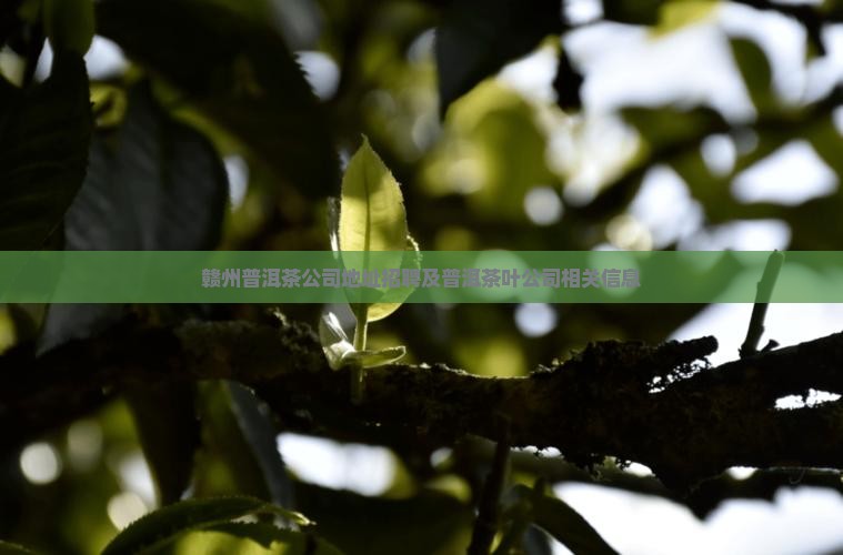 赣州普洱茶公司地址招聘及普洱茶叶公司相关信息