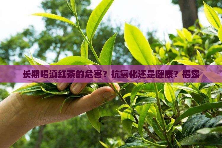 长期喝滇红茶的危害？抗氧化还是健康？揭露