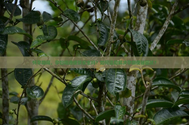 怀孕期间，孕妇喝通便茶安全吗？如何温和解决孕期便秘困扰？