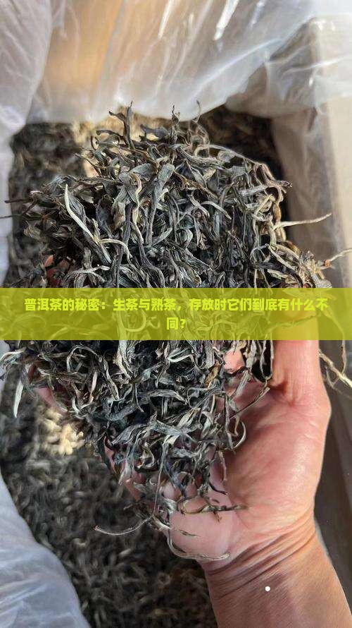 普洱茶的秘密：生茶与熟茶，存放时它们到底有什么不同？